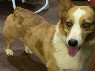 Welsh Corgi Pembroke dogs Jax a sweet purebred male - Ad 7