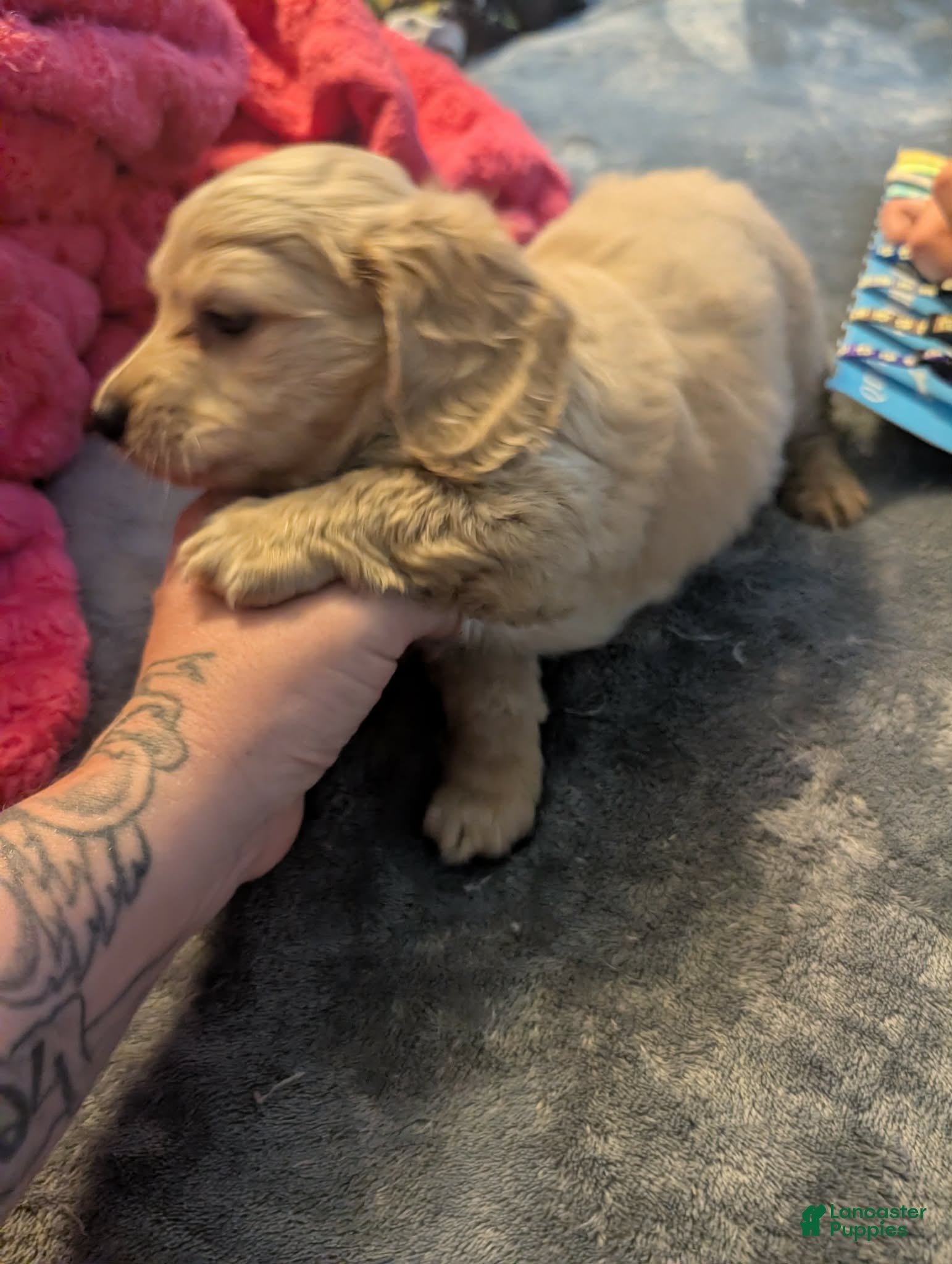 Miniature Dachshund dogs Cream hidden dapple long haired boy - Ad 19