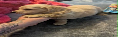 Cream hidden dapple long haired boy