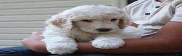 Standard Poodle dogs for sale: Canyon AKC Standard Poodle  - Ad 7