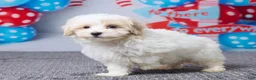 Maltipoo dogs for sale: Clay - Ad 5