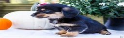 Mixed Breed dogs for sale: Coco - Ad 15