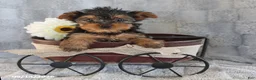 Yorkshire Terrier dogs for sale: Cocoa Teacup - Ad 5