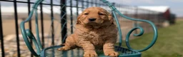 Golden Retriever dogs for sale: Dahlia  - Ad 8