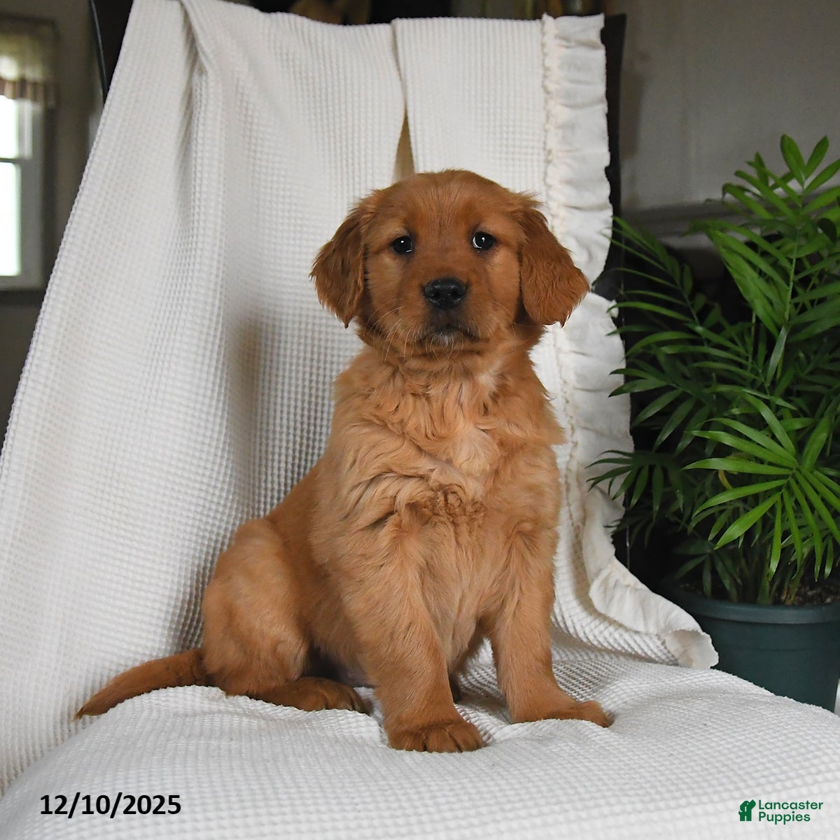 Golden Retriever dogs Rio - Ad 25
