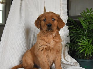 Golden Retriever dogs Rio - Ad 5