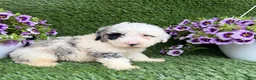 Mixed Breed dogs for sale: Bubba - Ad 4