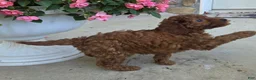 Cavapoo dogs for sale: Teddy - Ad 3