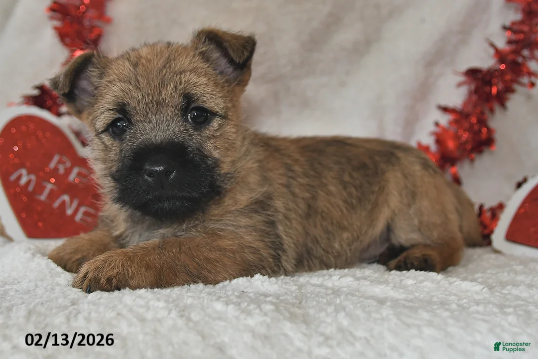 Cairn Terrier dogs for sale: Tundra - Ad 2