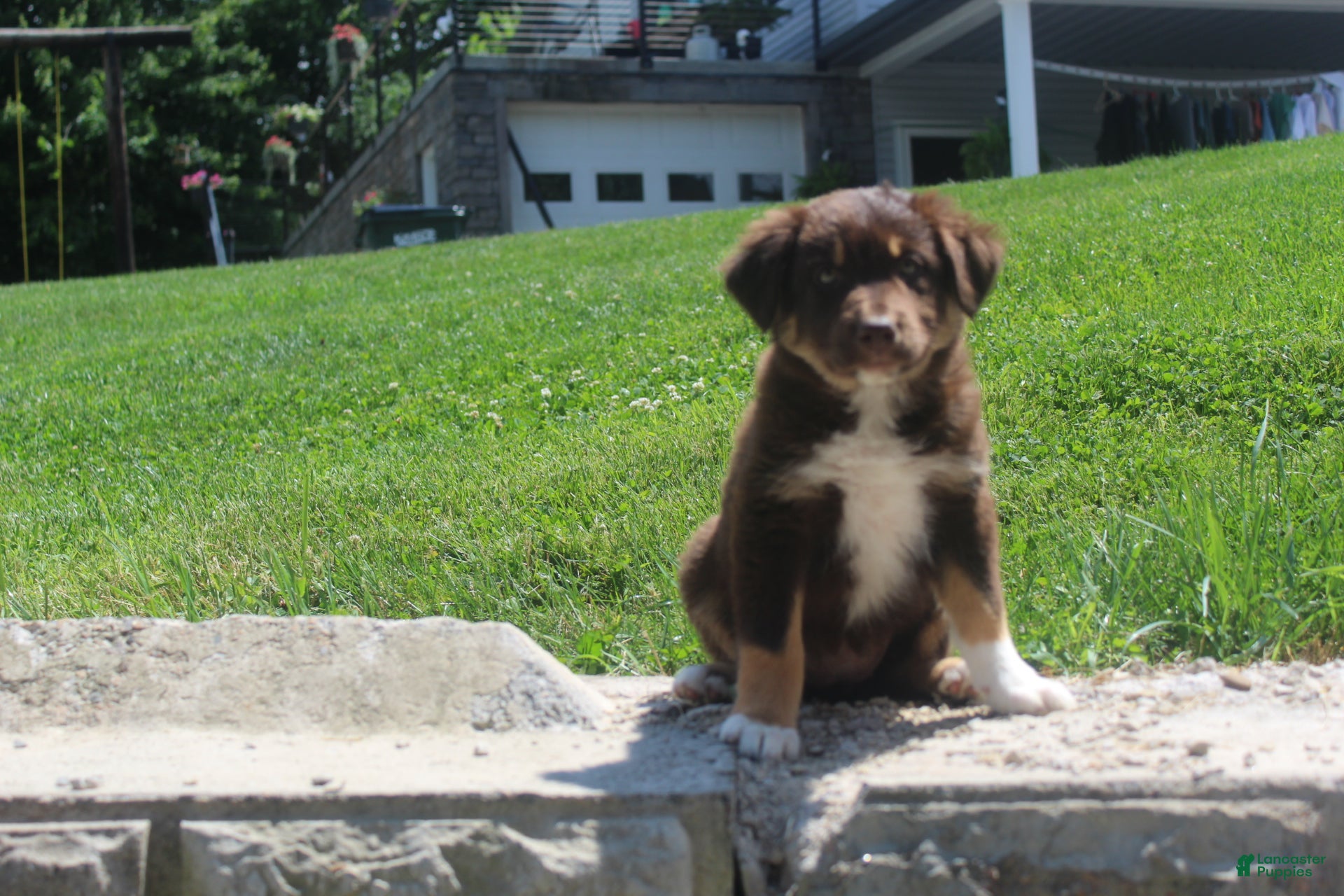 Australian Shepherd dogs Petunia  - Ad 2