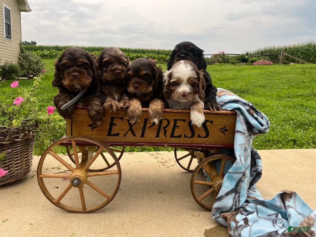 Cocker Spaniel dogs for sale: Happy❤️AKC Registered🐾Call or text - Ad 6