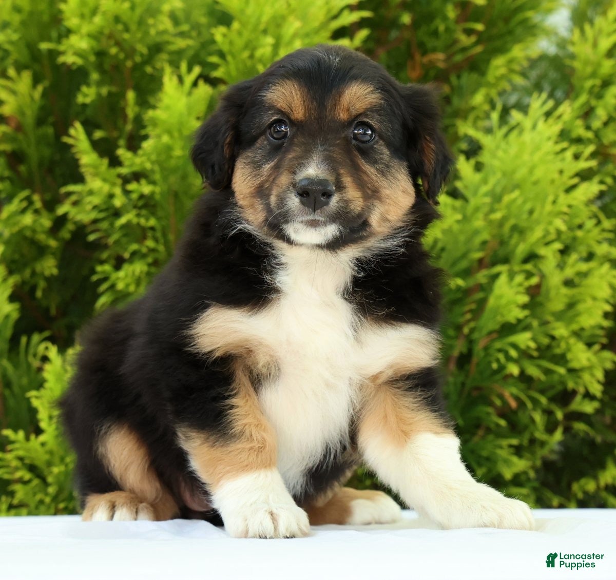 Australian Shepherd dogs Sunshine - Ad 1