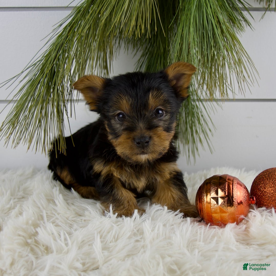Yorkshire Terrier dogs for sale: Cameron - Ad 1