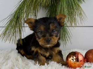 Yorkshire Terrier dogs Cameron - Ad 8