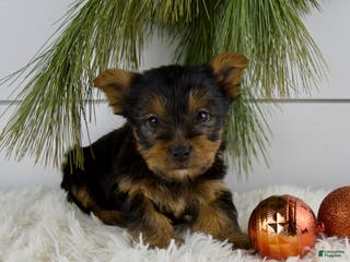 Yorkshire Terrier dogs Cameron - Ad 32