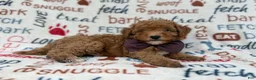 Cavapoo dogs for sale: Adam - Ad 3