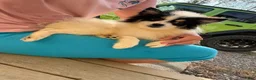 Pomsky dogs for sale: Trey - Ad 5