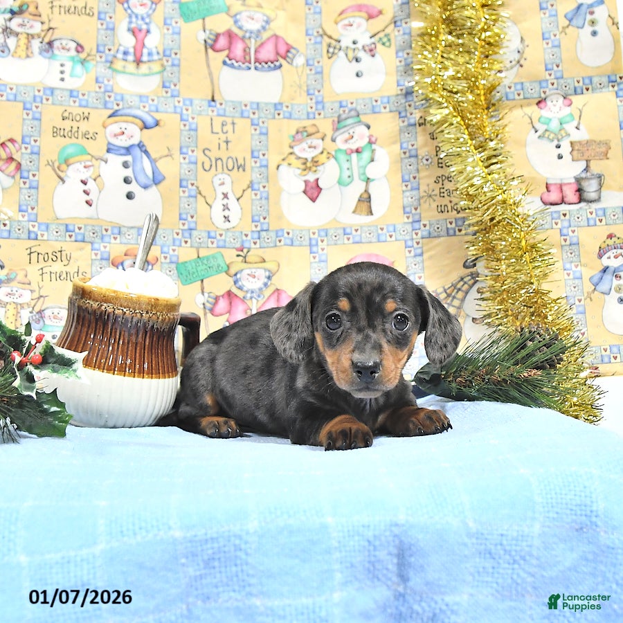 Miniature Dachshund dogs Mia  - Ad 7