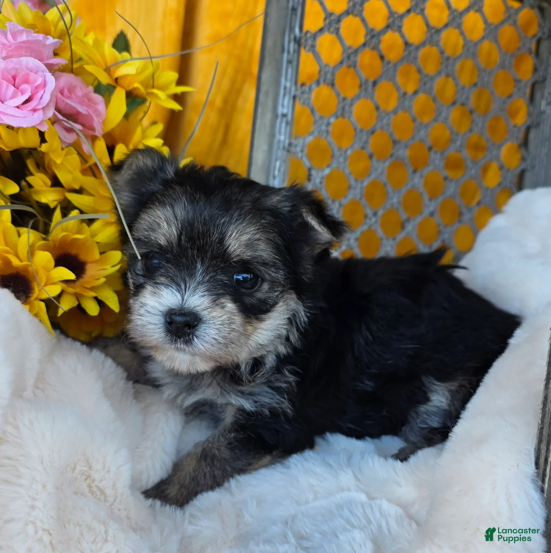Morkie dogs for sale: Bubbles - Ad 2