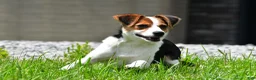 Mixed Breed dogs for sale: Willow - Ad 12