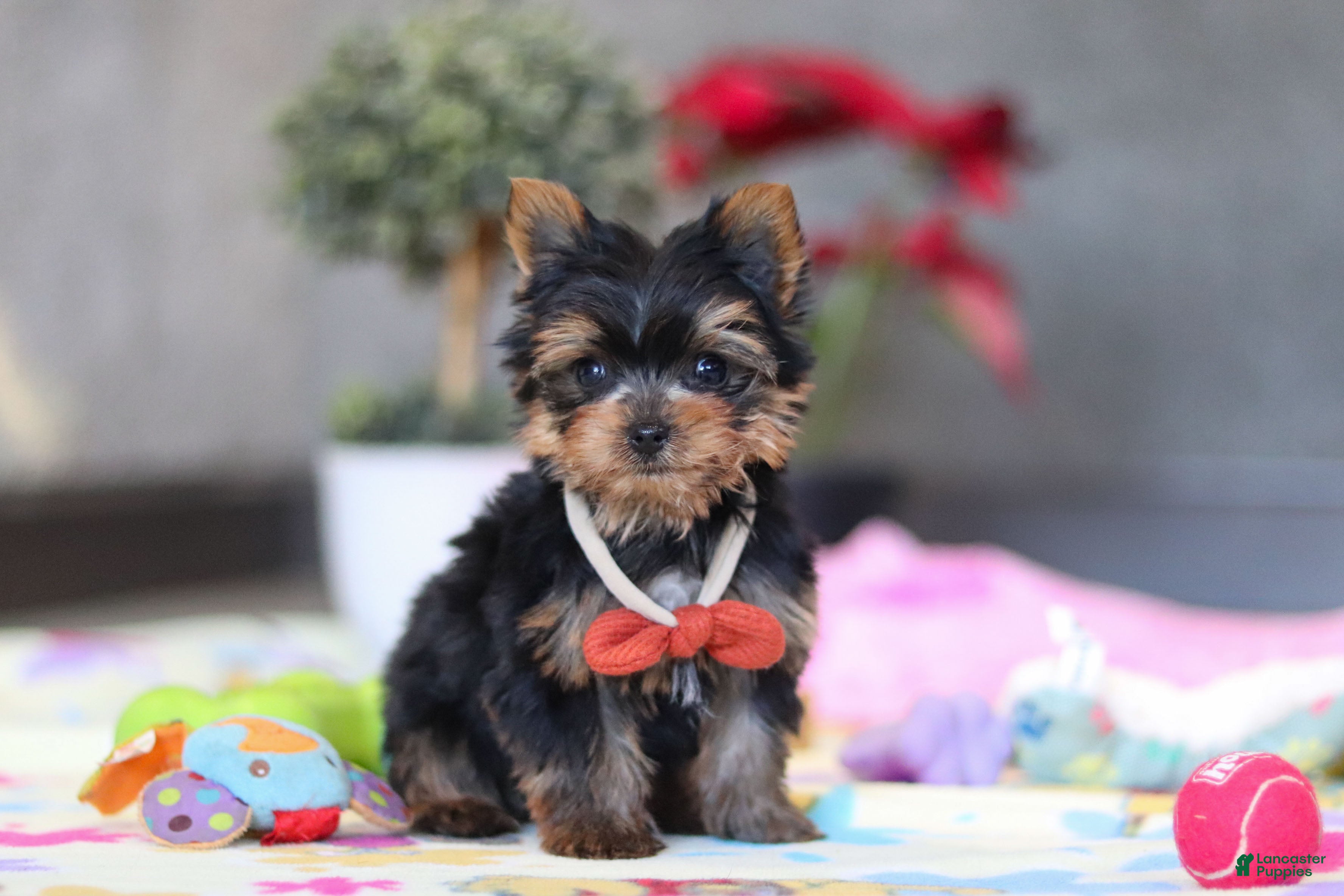 Yorkshire Terrier dogs Jonah - Ad 2