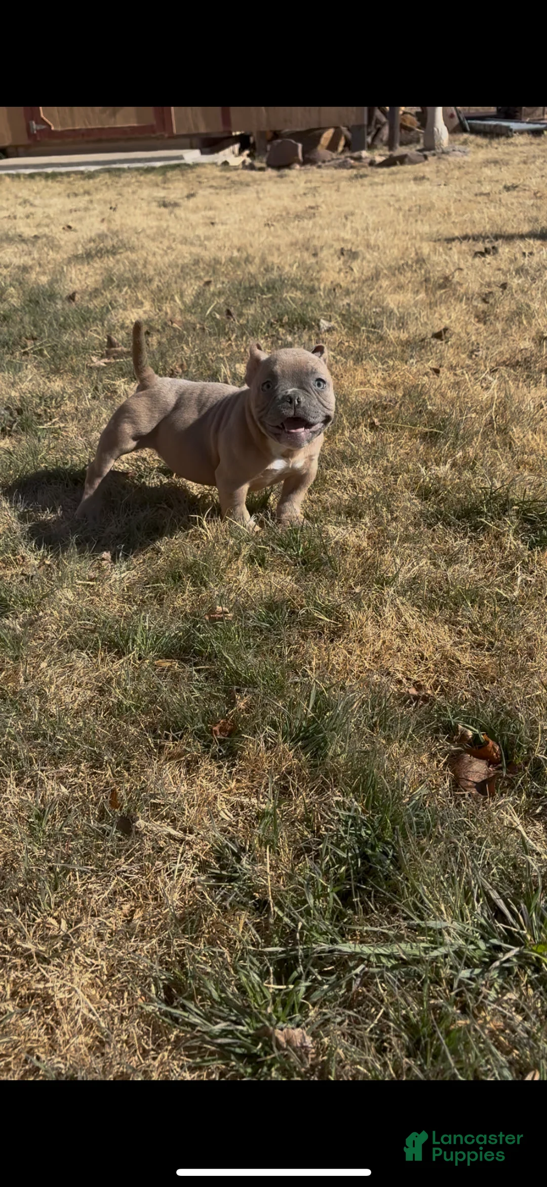 American Bully dogs for sale: American Bully Puppy 1 - Ad 3