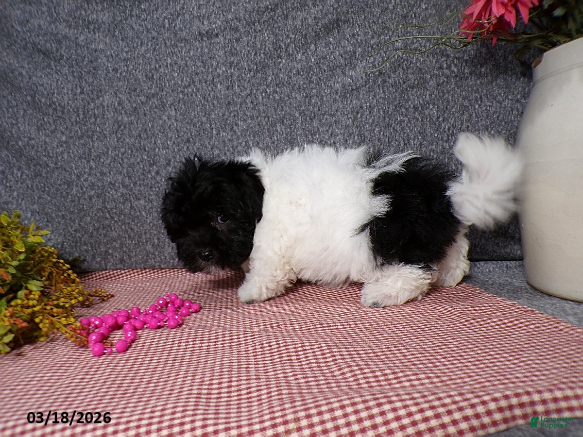 Havanese dogs Bella   - Ad 2