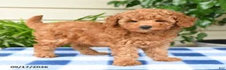 Miniature Poodle dogs for sale: Cindy - Ad 4