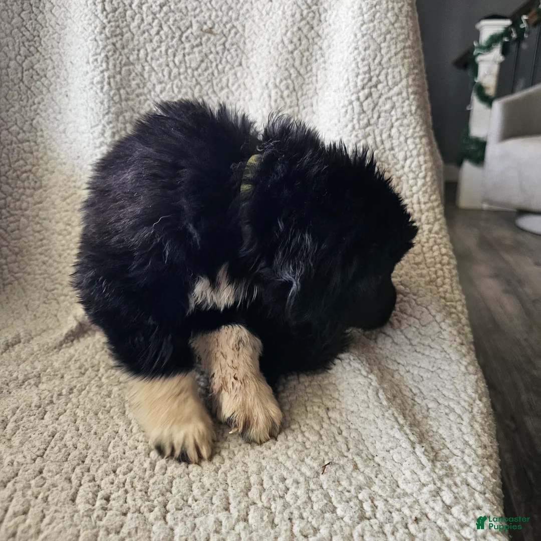 Mixed Breed dogs for sale: Joy - Ad 3