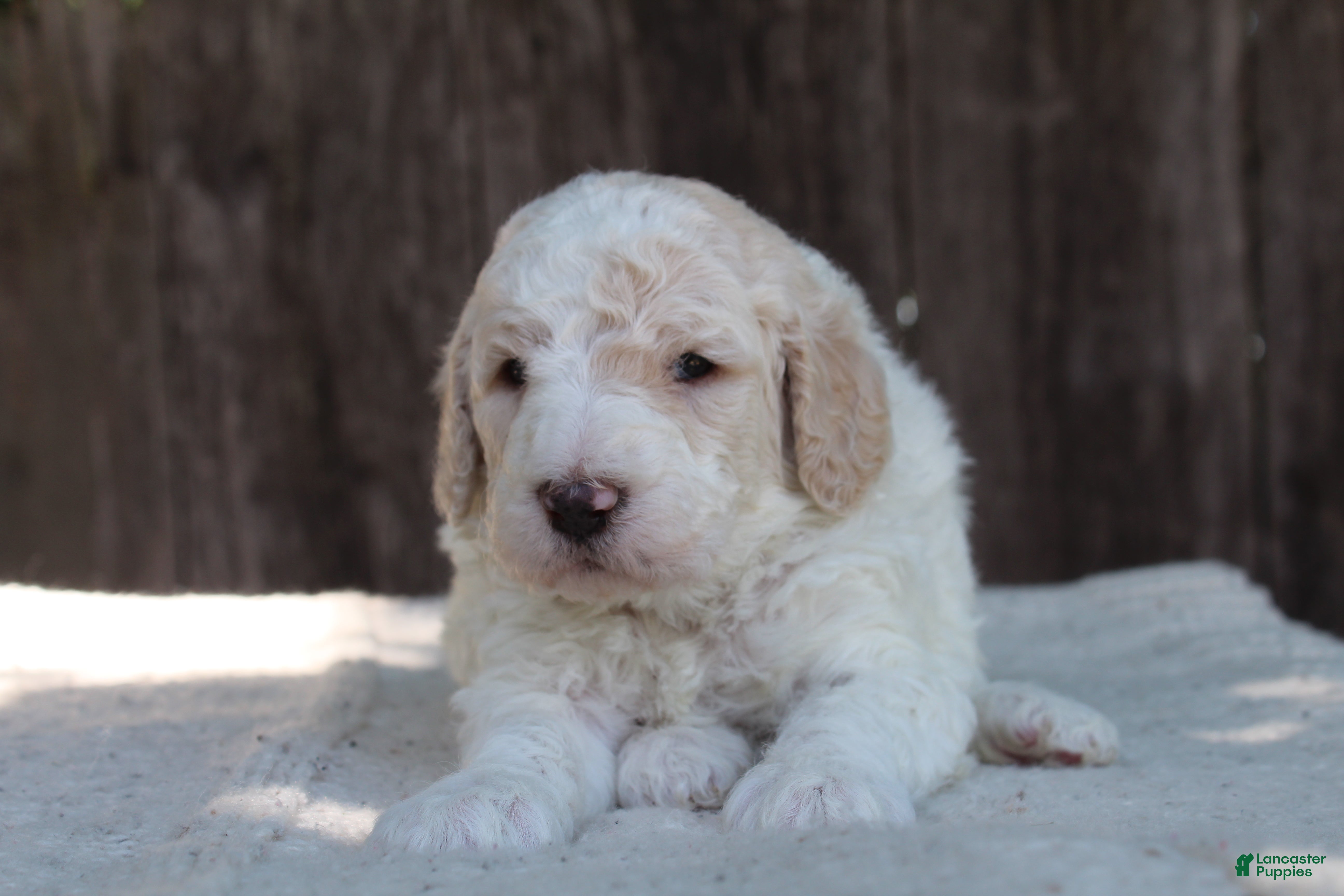 Standard Poodle dogs for sale: Canyon AKC Standard Poodle  - Ad 2