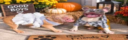 French Bulldog dogs for sale: Goldilocks - Ad 4