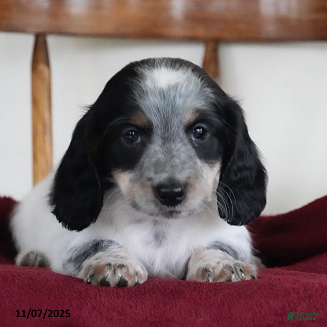 Miniature Dachshund dogs for sale: Domino - Ad 2