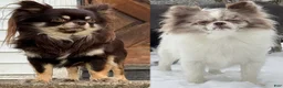 Chihuahua dogs for sale: Choco Male - Ad 5