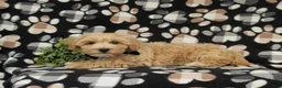 Maltipoo dogs for sale: Osborne - Ad 5