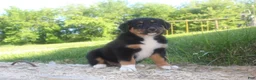 Australian Shepherd dogs for sale: Australian Shepherd Puppy 2 - Ad 5