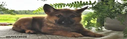 Mixed Breed dogs for sale: Baxter - Ad 3