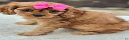 Cavapoo dogs for sale: Cavapoo 3 - Ad 3