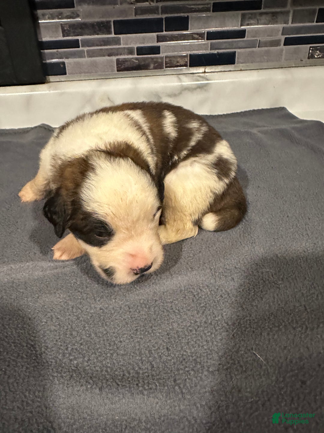Saint Bernard dogs for sale: Puppy 3 - Ad 18