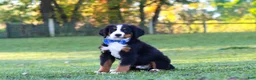 Bernese Mountain Dog dogs for sale: Toby - Ad 4