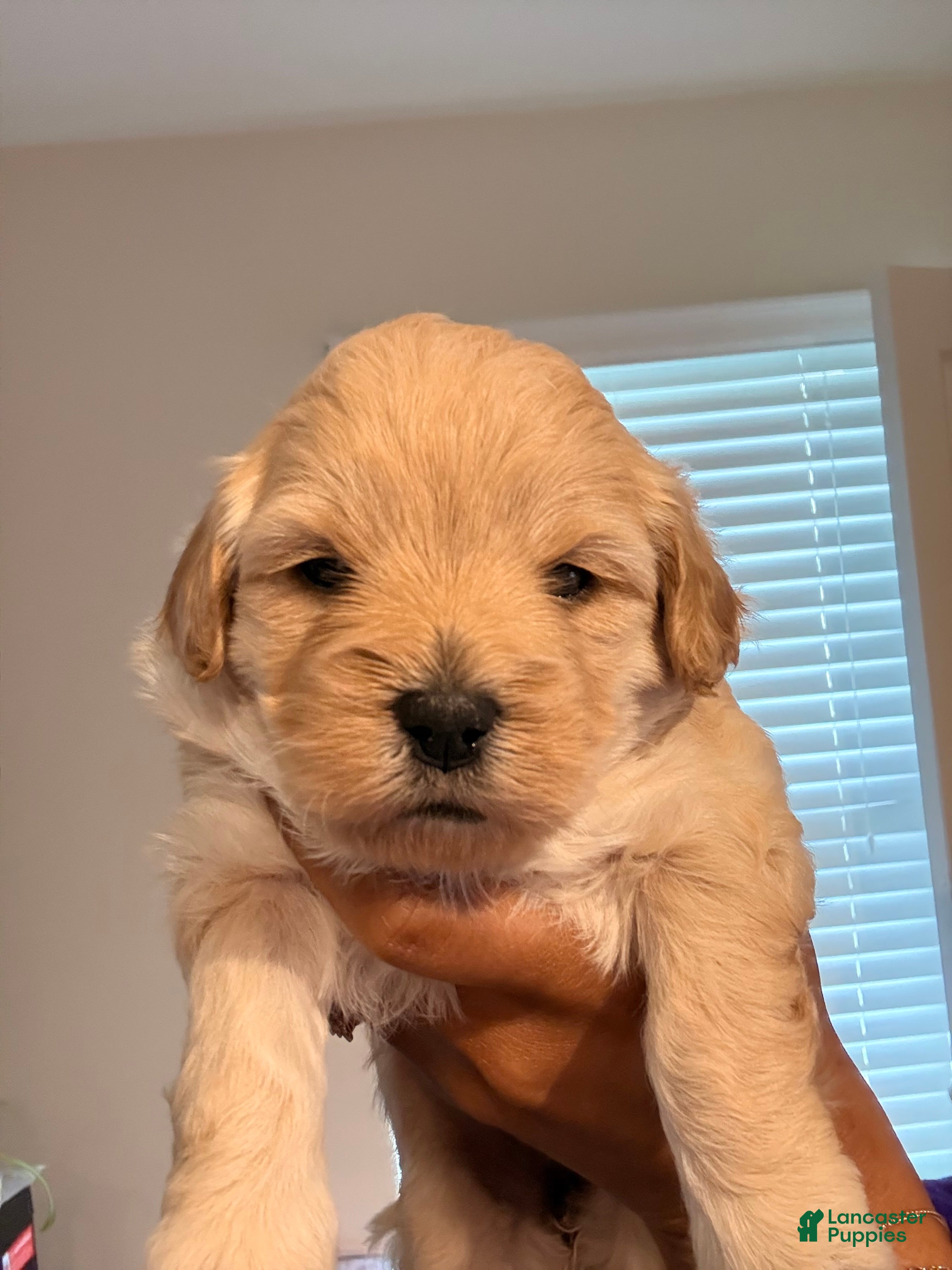 Mixed Breed dogs Ginger - Ad 2