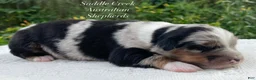 Australian Shepherd dogs for sale: Australian Shepherd 1 - Ad 6