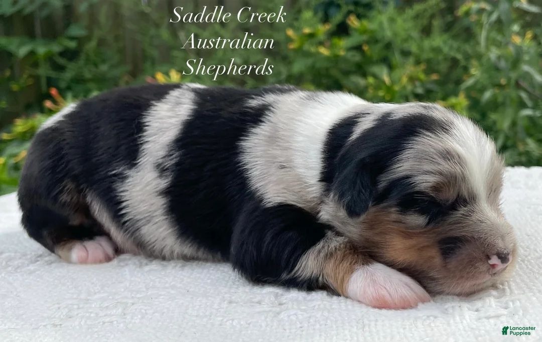 Australian Shepherd dogs for sale: Australian Shepherd 1 - Ad 6