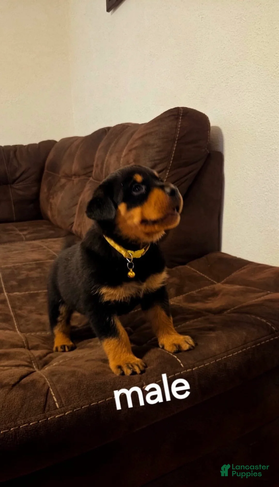 Rottweiler dogs for sale: Rottweiler Puppy 1 - Ad 2