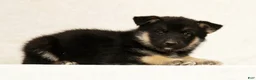 Gerberian Shepsky dogs for sale: Darla - Ad 5