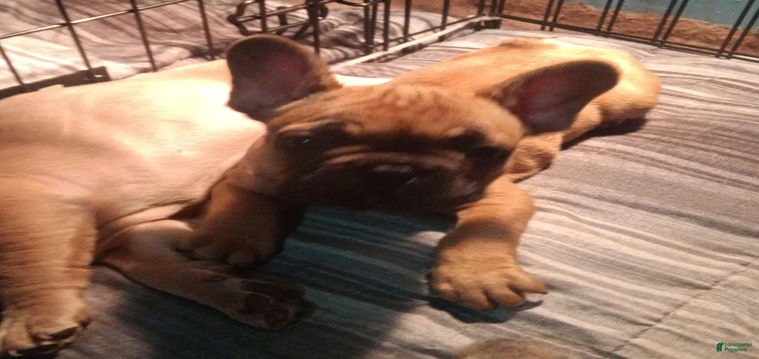 Gallery Image {{count}}