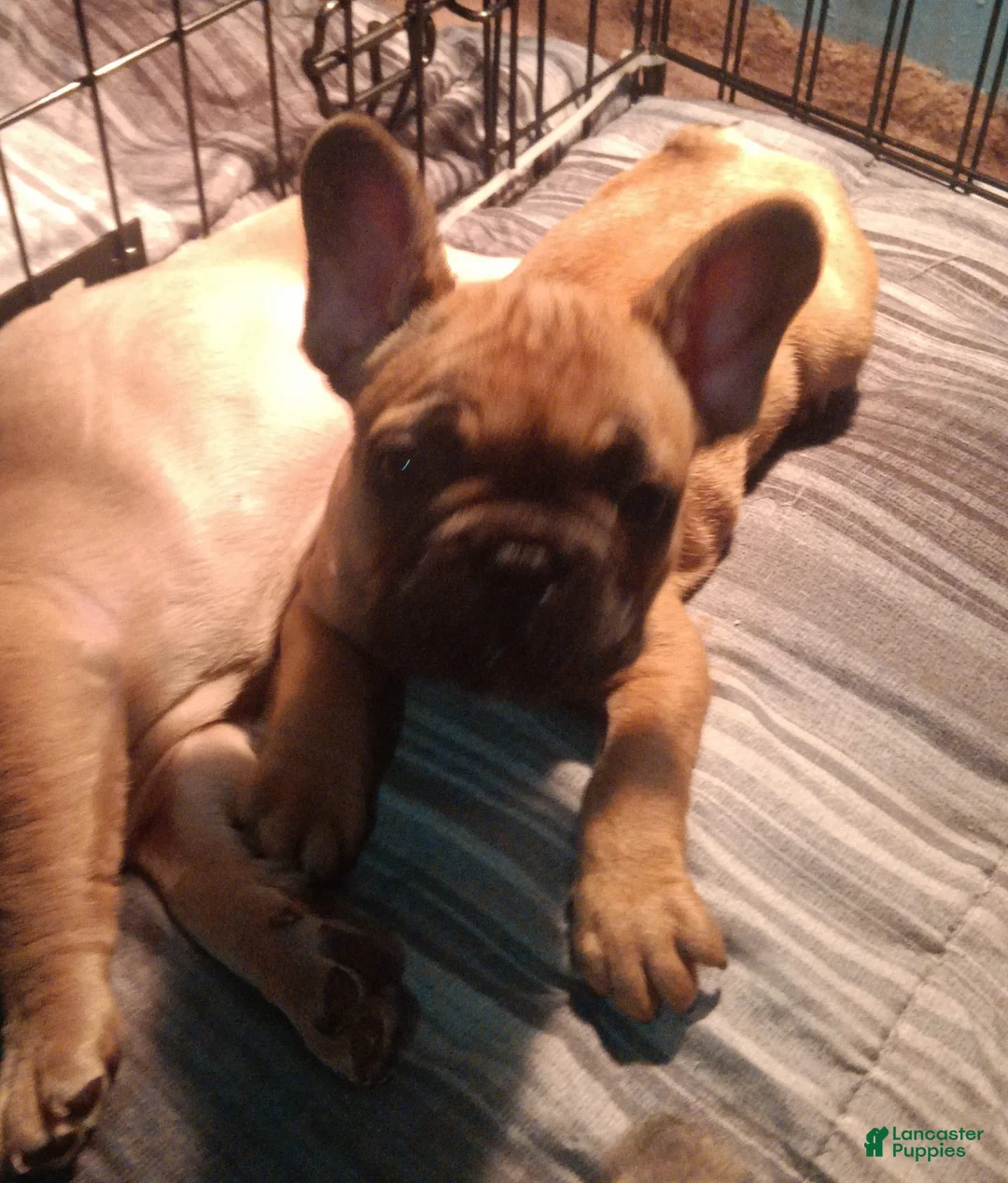 Gallery Image {{count}}