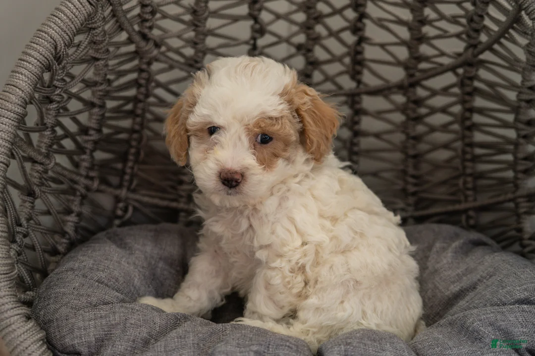 Cockapoo dogs for sale: Luna - Ad 2