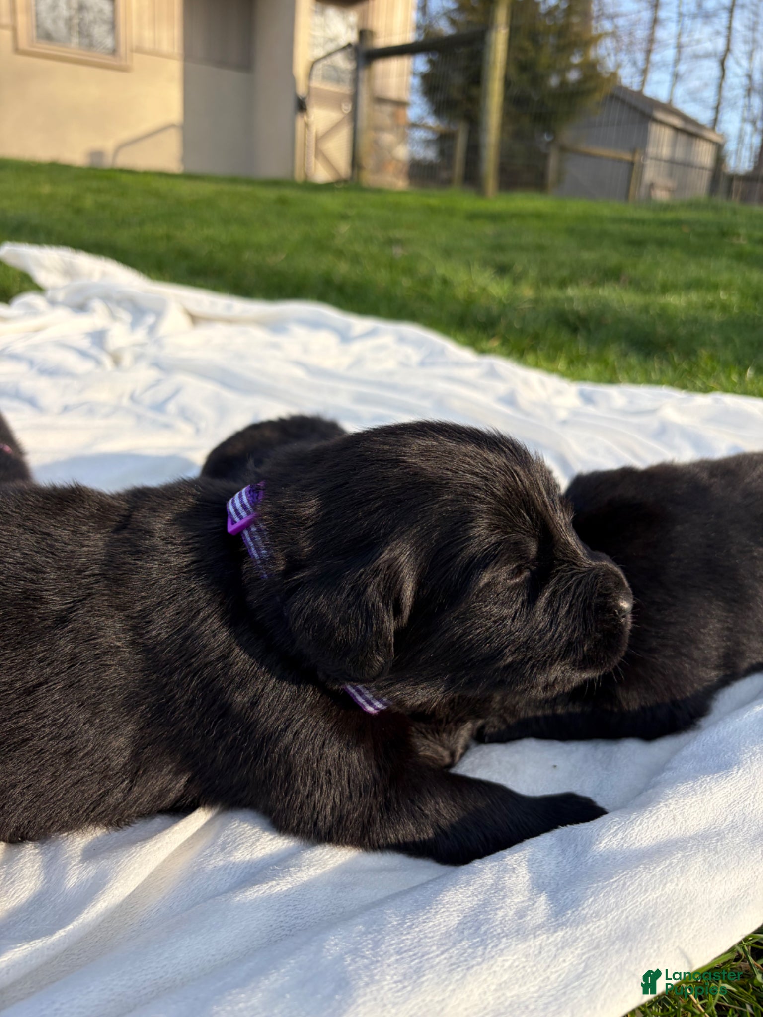Newfoundland dogs Ember - Ad 2
