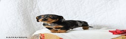 Miniature Dachshund dogs for sale: Spotty - Ad 5