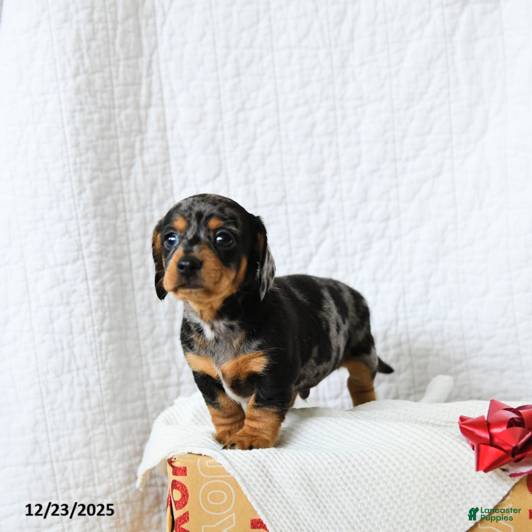 Miniature Dachshund dogs for sale: Spotty - Ad 5
